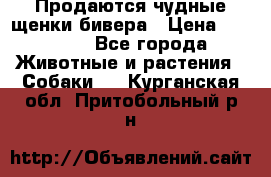 Продаются чудные щенки бивера › Цена ­ 25 000 - Все города Животные и растения » Собаки   . Курганская обл.,Притобольный р-н